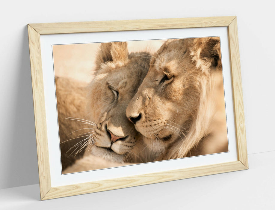 LIONS IN LOVE, WILDLIFE PHOTOGRAPHY -ART FRAMED POSTER PICTURE PRINT ARTWORK