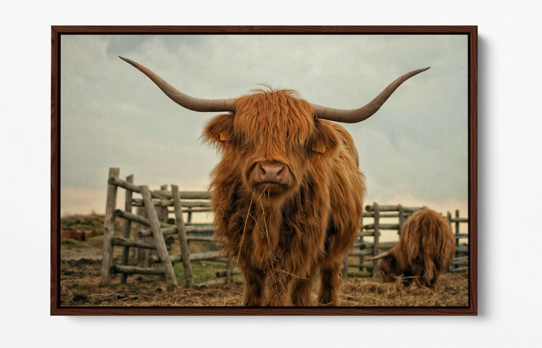 HIGHLAND COW RUSTIC FARM PHOTO -FLOAT EFFECT CANVAS WALL ART PIC PRINT- ANIMAL