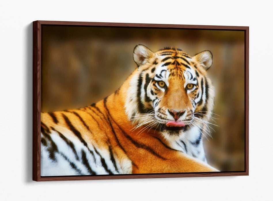 Funny Tiger Canvas Art - Tongue Out Tiger Print | Premium Float Effect Canvas Wall Art