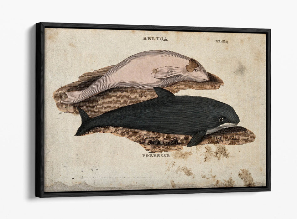 Beluga Whale Canvas Art - Float Effect Marine Animal Decor On Deep Frame
