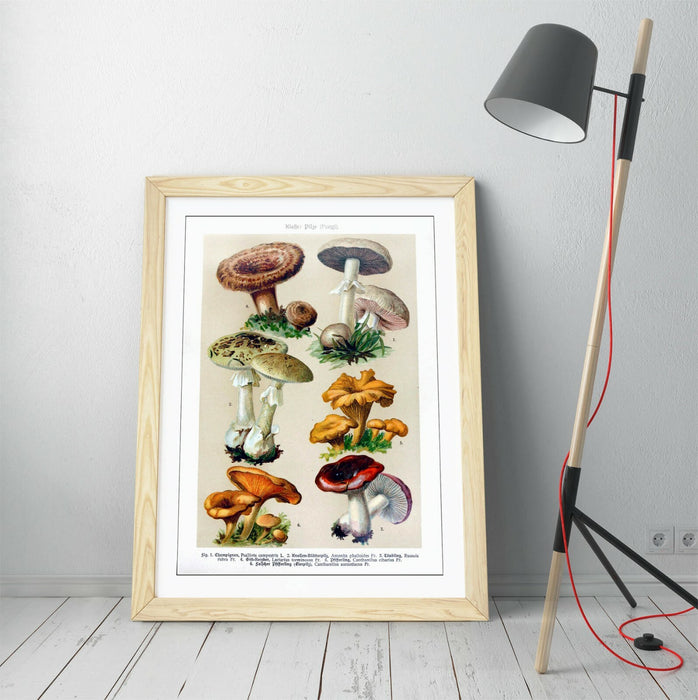 QUIRKY VINTAGE MUSHROOM ILLUSTRATIONS ART POSTER -FRAMED WALL ART PICTURE PRINT