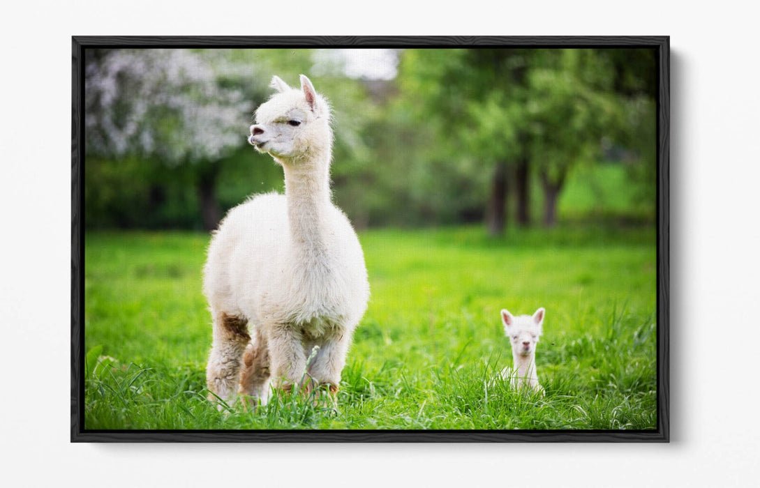 Llama Canvas Wall Art - Baby Llama Decor | Handmade Float Effect Canvas Print
