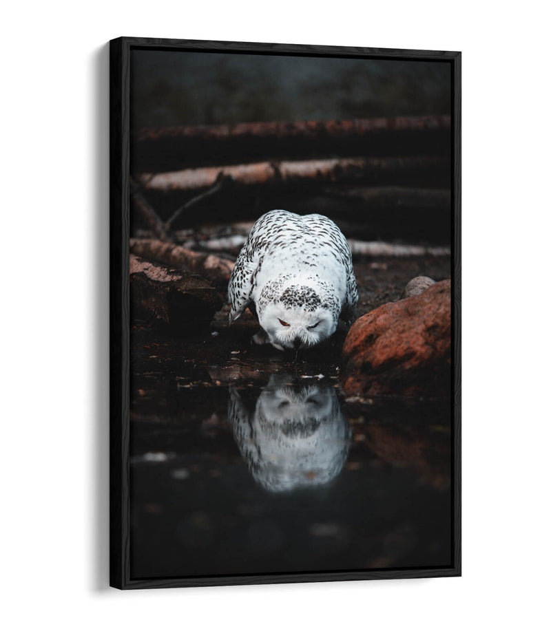 Snowy Owl Canvas Art - Float Effect Canvas Wall Art With Premium Varnish Finish