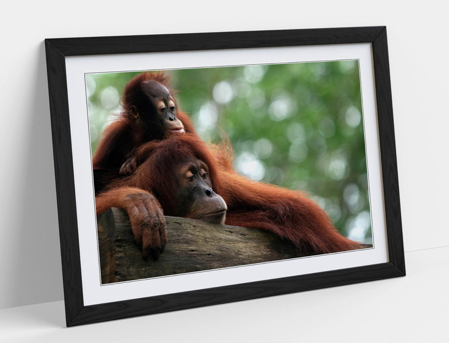 Orangutan Wall Art – Cute Mother and Baby Primate Framed Poster Print