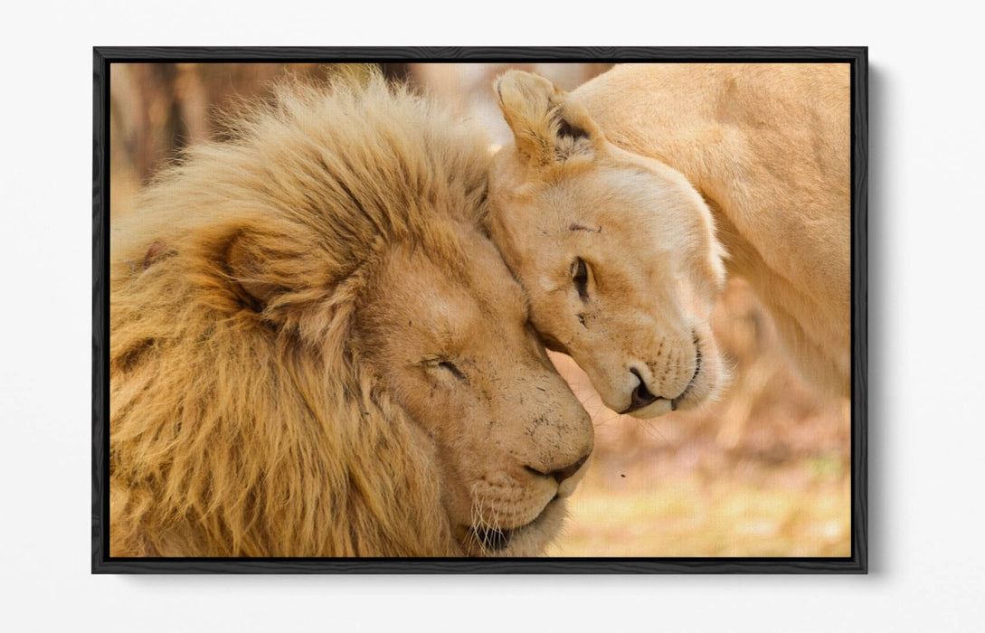 Canvas Wall Art - Lions In Love Float Effect Handmade Bedroom Decor Print