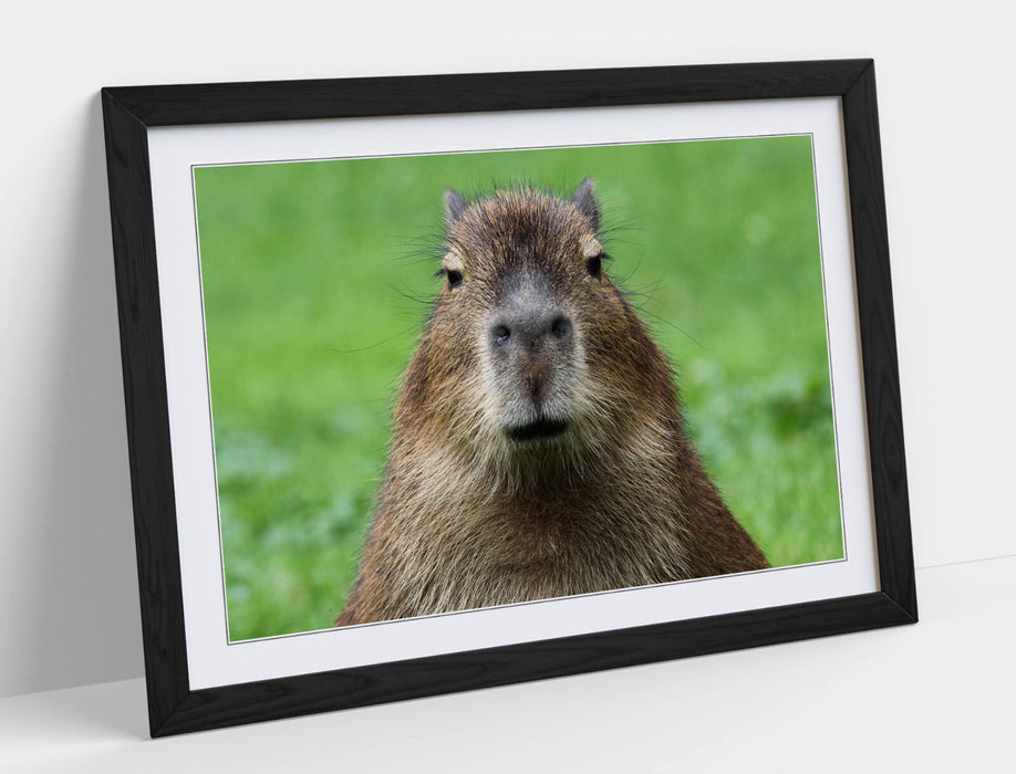 Funny Capybara Art - Framed Wall Art With Woodgrain Frame | Bedroom Decor Poster