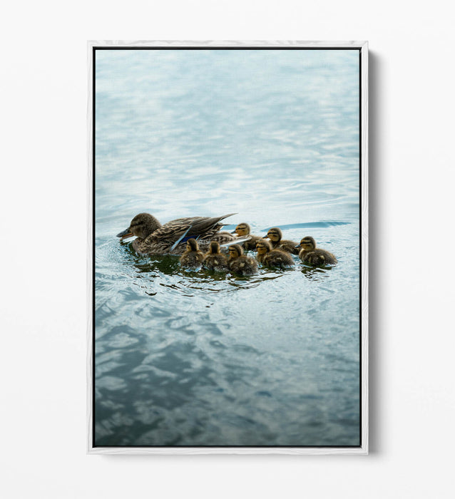 Duck Canvas Wall Art - Handmade UK Canvas Print With Float Effect Frame