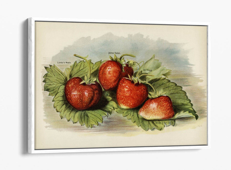 Canvas Art Print - Vintage Strawberries Wall Decor | Float Effect, Handmade UK Canvas