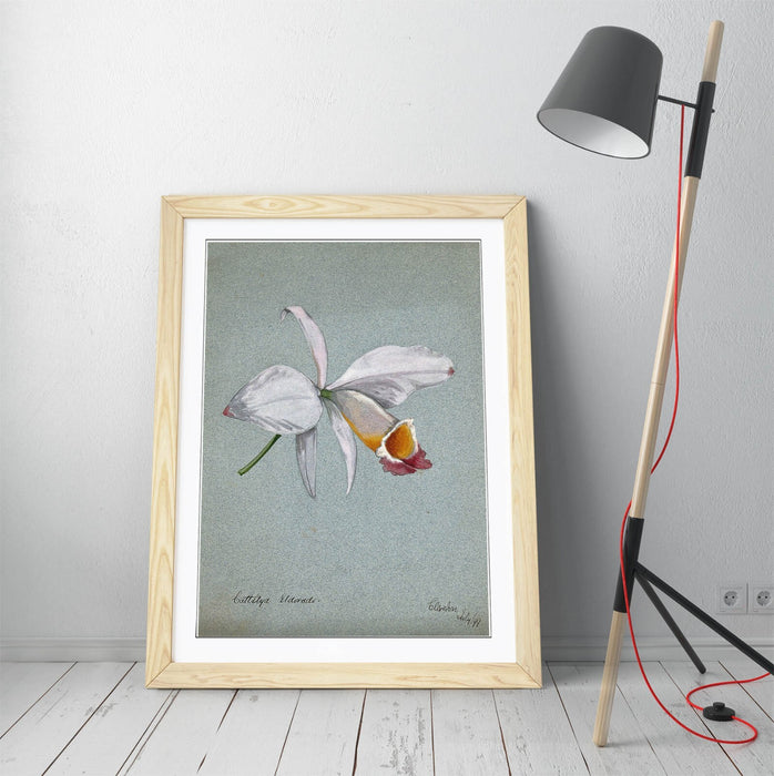Orchid Wall Art – Framed Watercolour Illustration Botanical Poster Print