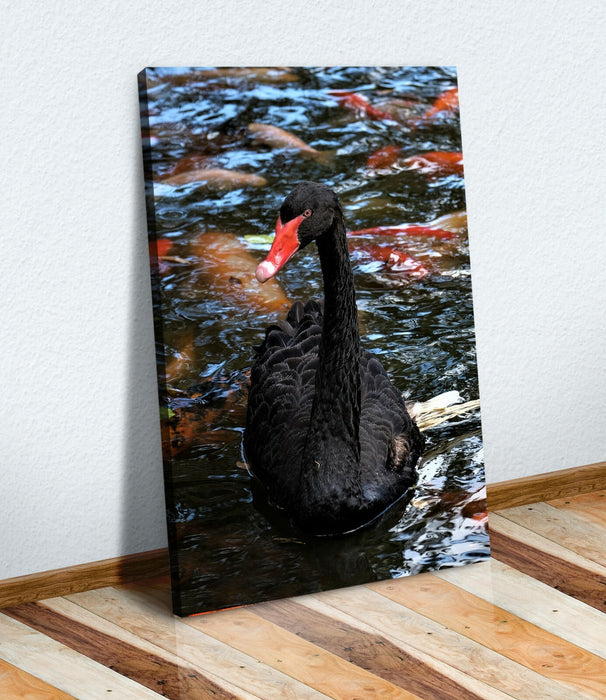 Canvas Wall Art - Black Swan Artwork | 30mm Deep Frame | Premium Vibrant Print