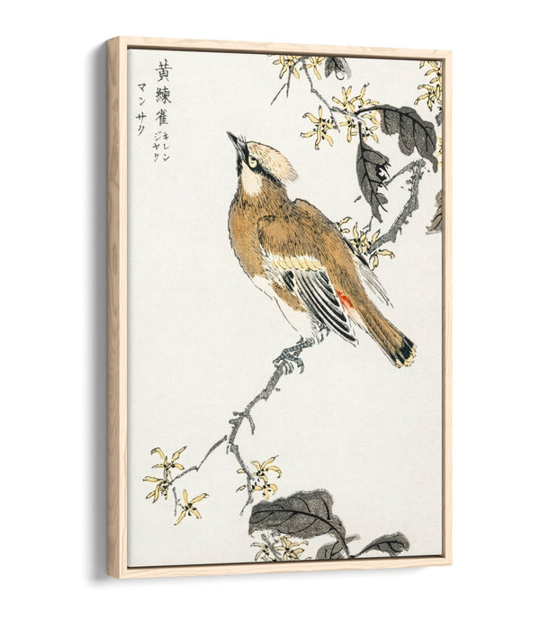 Canvas Wall Art - Numata Kashu Eastern Waxwing Float Effect Canvas Print