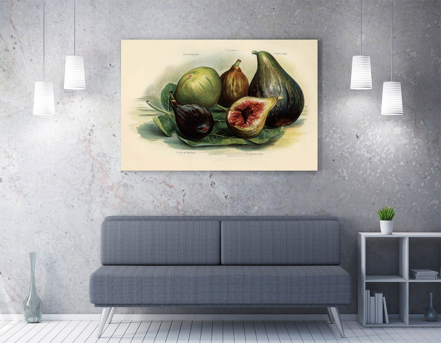 Canvas Wall Art – Vintage Figs Illustration | Handmade UK Artwork Print
