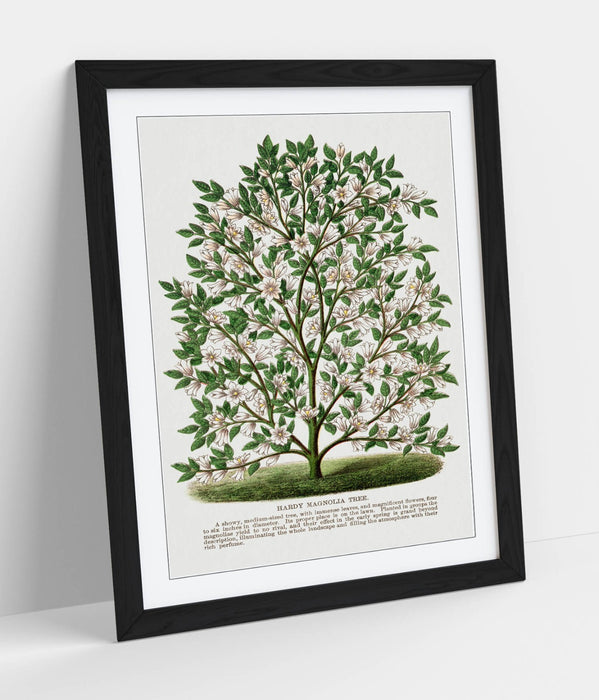 Magnolia Tree Wall Art – Framed Botanical Lithograph Print on Matte Paper