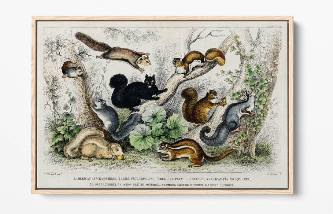 Canvas Wall Art Print - Handmade Squirrel With Float Effect Frame | Premium Canvas Art