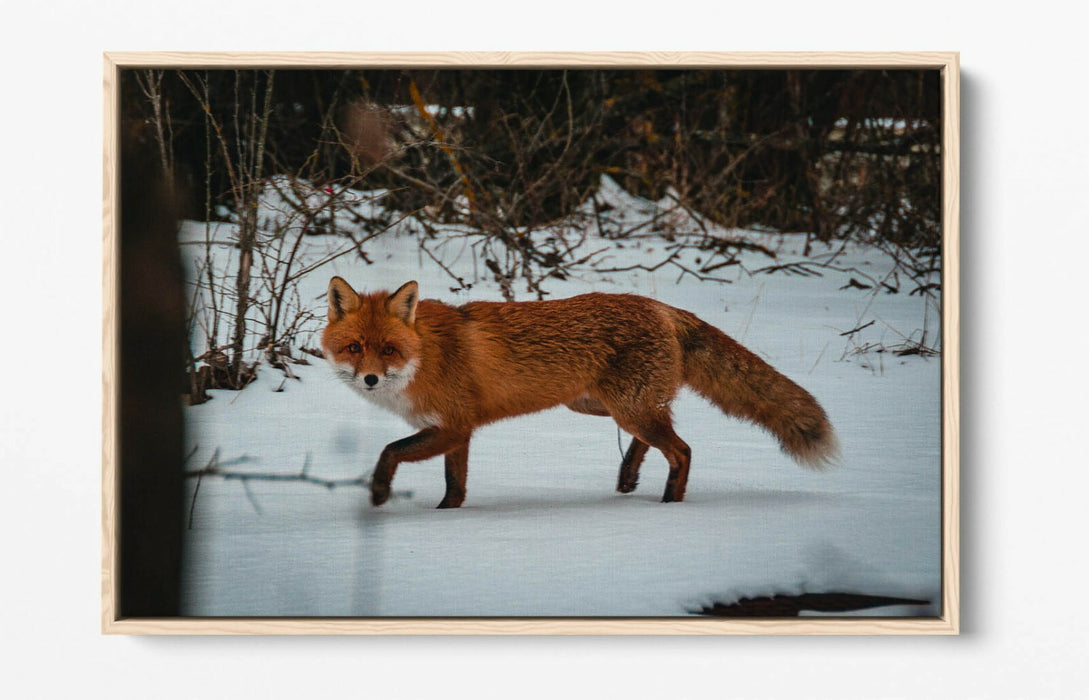 RED FOX SNOWY LAND, WILDLIFE PHOTOGRAPHY -FLOAT EFFECT CANVAS WALL ART PIC PRINT