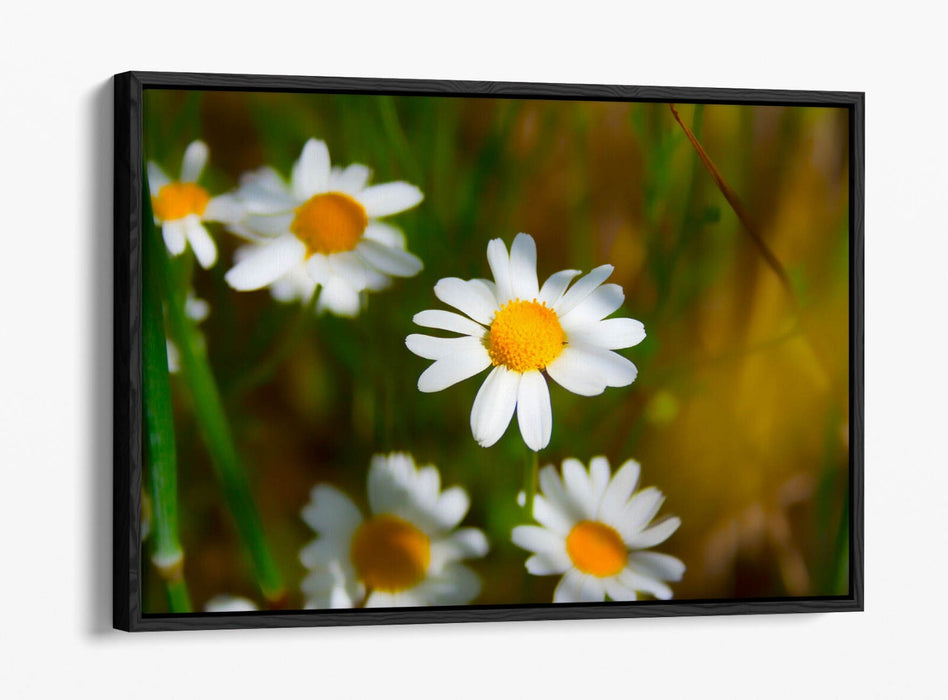 Float Effect Canvas - Daisies Canvas Print with Premium Varnish Finish, UK Made