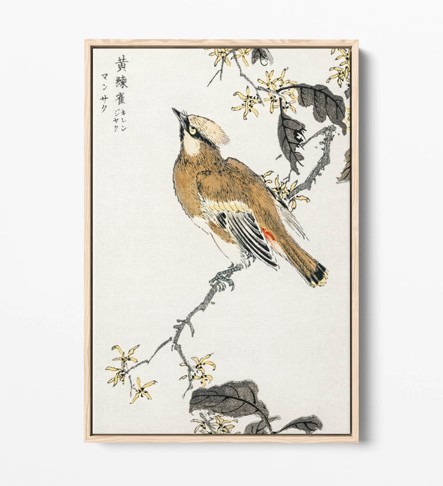 Canvas Wall Art - Numata Kashu Eastern Waxwing Float Effect Canvas Print