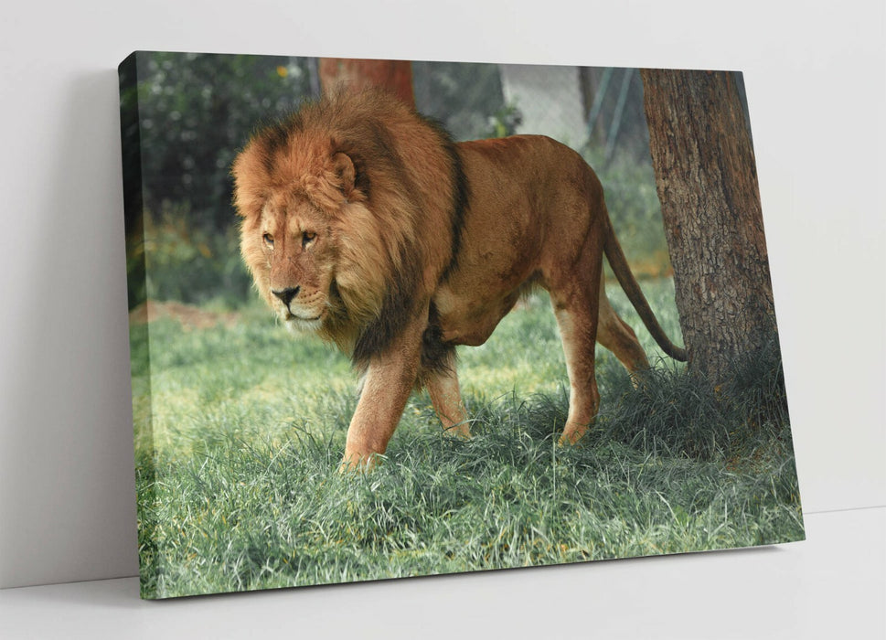 LION ON THE PROWL -CANVAS WALL ART PRINT ARTWORK FRAMED- ANIMAL PHOTOGRAPHY