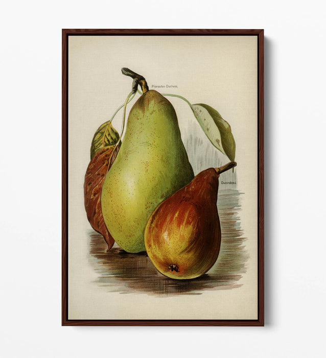 Canvas Wall Art Print - Vintage Illustration Pears on Float Effect Canvas with 30mm Deep Frame