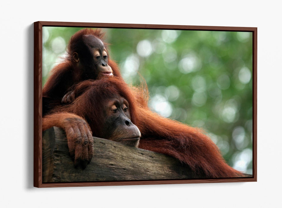 Orangutan Canvas Art - Mother and Baby Wildlife Wall Decor with Floating Frame