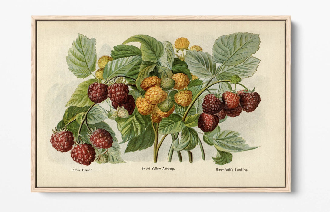 Canvas Wall Art - Vintage Illustration Raspberries Float Effect Print on Handmade Canvas