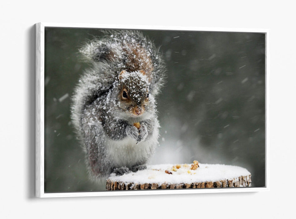 Squirrel Canvas Art - Cute Snowy Squirrel Print on Premium Float Frame