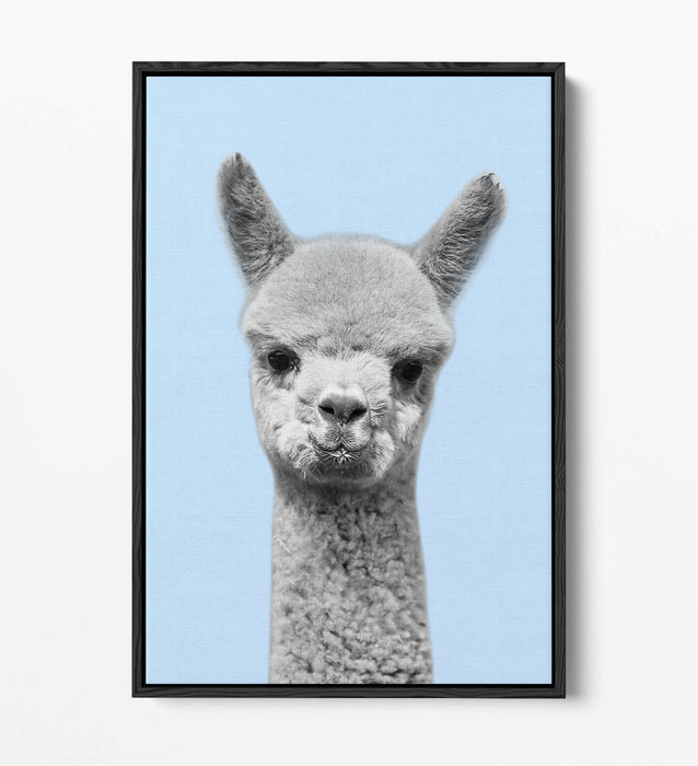 ALPACA BLACK WHITE BABY BLUE FLOAT EFFECT CANVAS WALL ART PIC PRINT