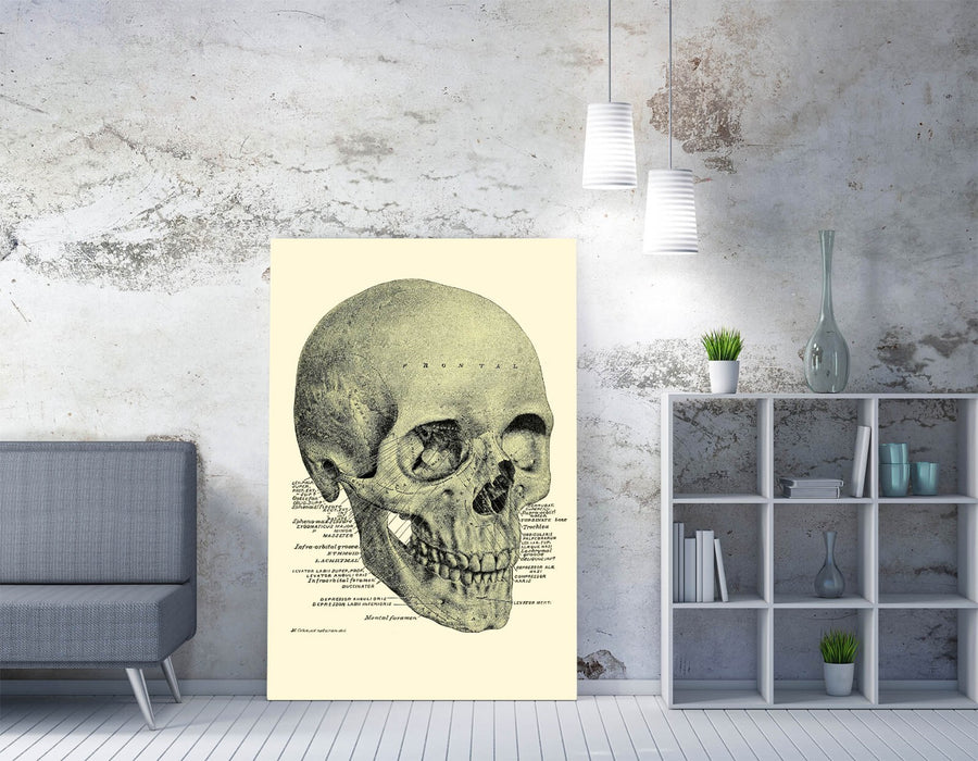 Human Skull Canvas - Vintage Labelled Skull Print | Premium Handmade Wall Art
