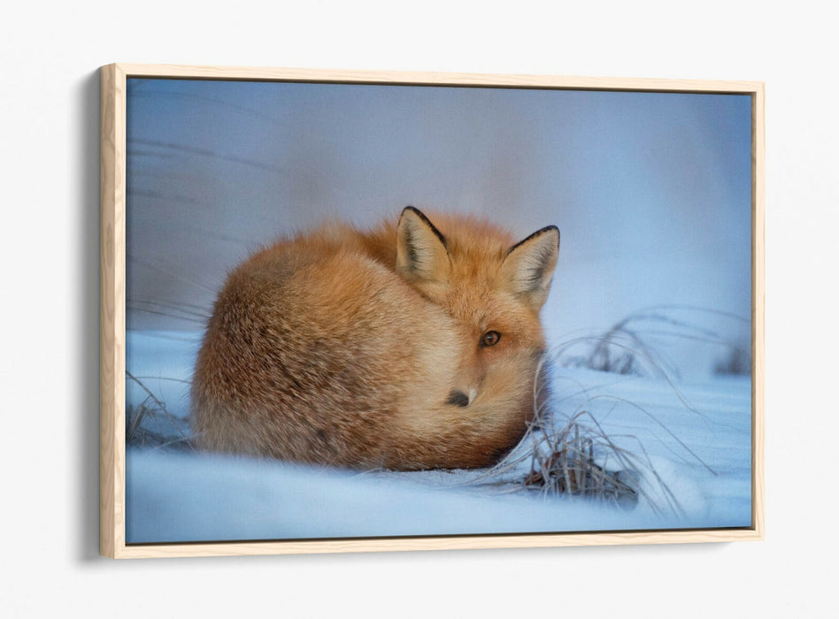 RED FOX SNOWY LAND, WILDLIFE PHOTOGRAPHY -FLOAT EFFECT CANVAS WALL ART PIC PRINT