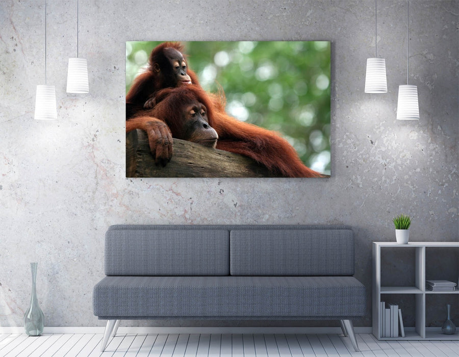 Orangutan Canvas Art - Cute Mother And Baby Wildlife Canvas Print | Handmade Satin Finish