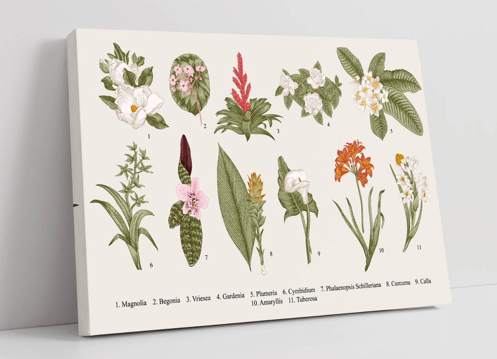 Flower Canvas Wall Art – Labelled Flower Illustrations | Premium Handmade UK Canvas Print