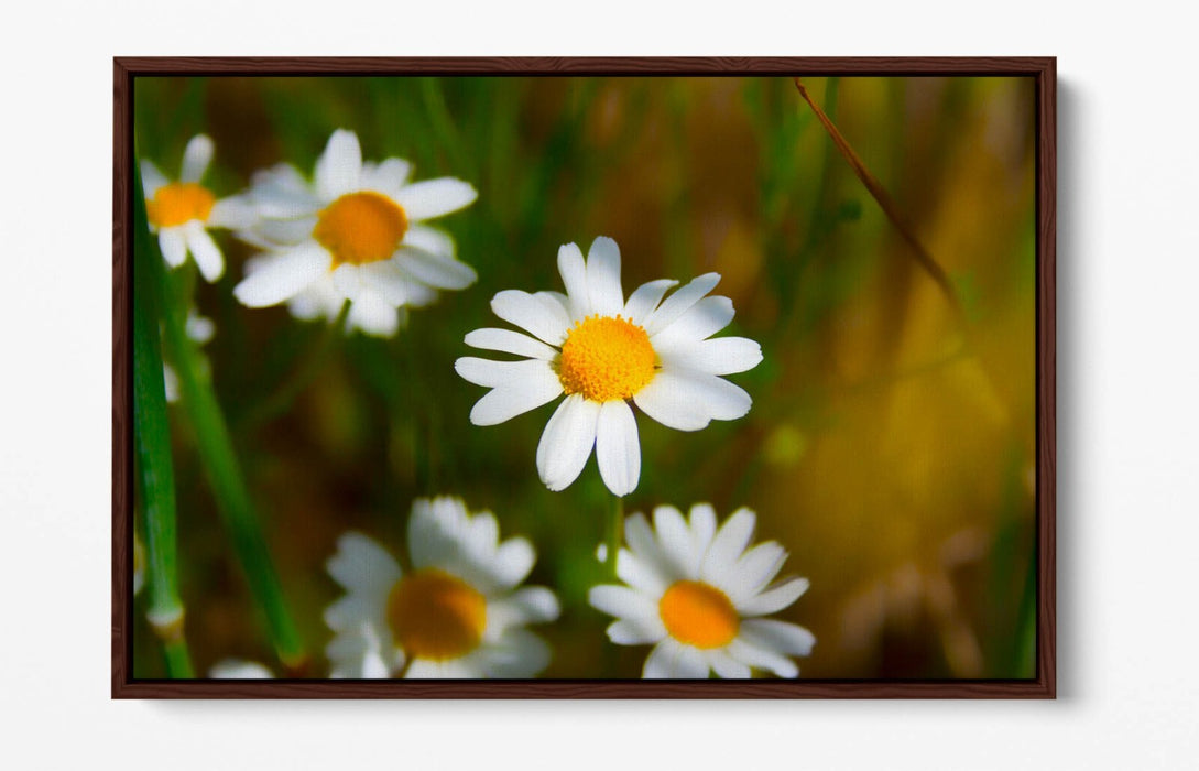 Float Effect Canvas - Daisies Canvas Print with Premium Varnish Finish, UK Made