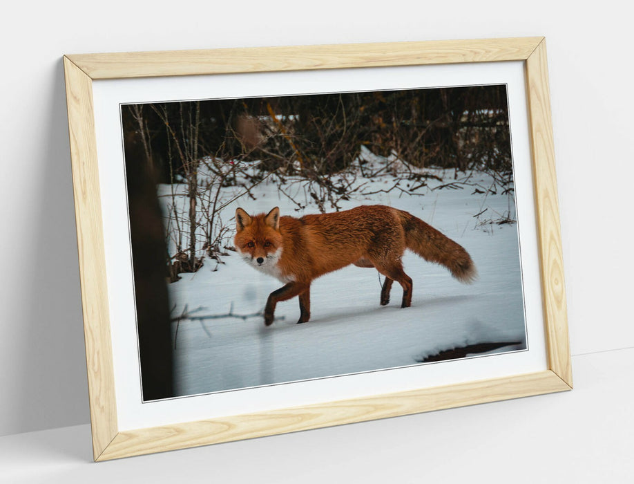 RED FOX SNOWY, WILDLIFE PHOTOGRAPHY -ART FRAMED POSTER PICTURE PRINT ARTWORK