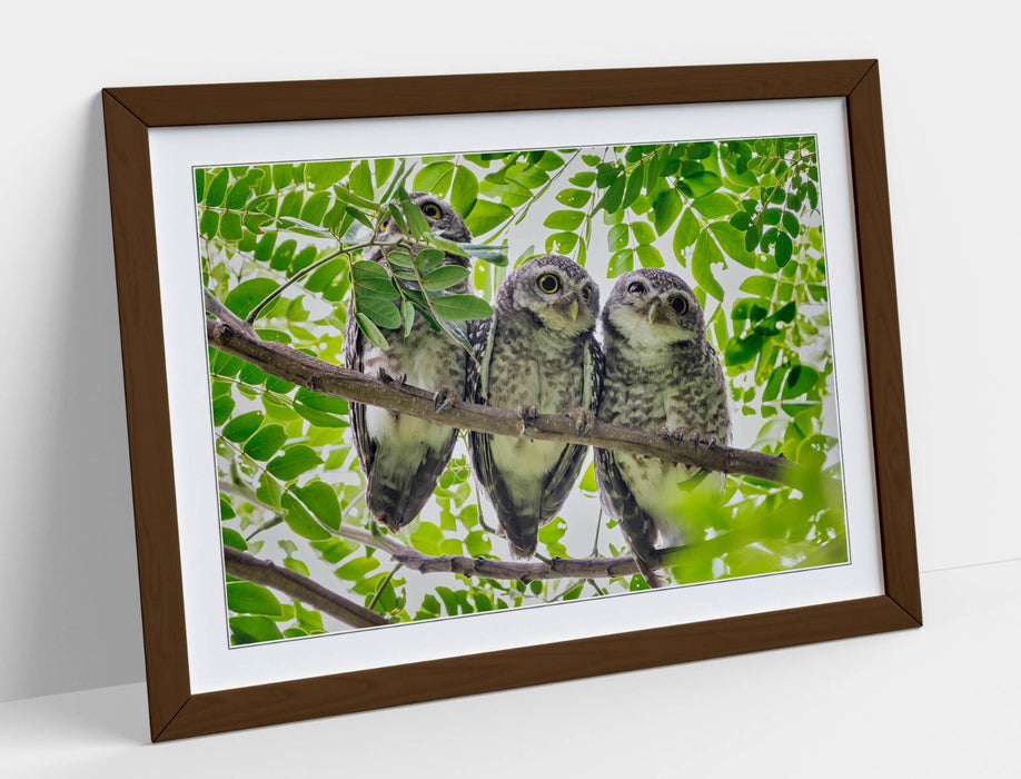 Framed Owl Wall Art – Three Owls In Tree | Handmade Bedroom Framed Print