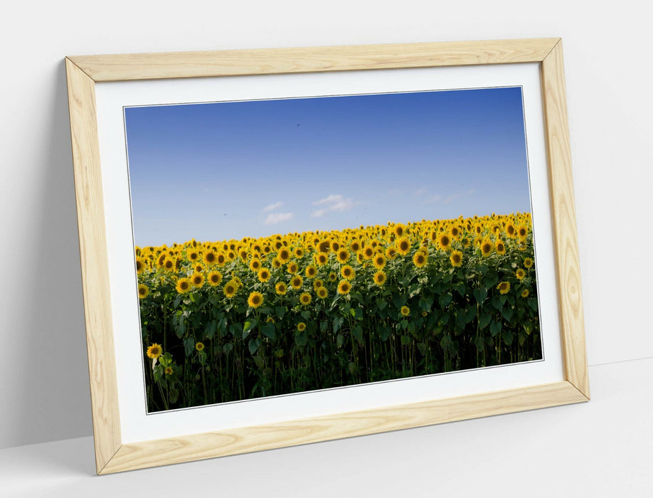 SUNFLOWER FIELD PHOTOGRAPHY -FRAMED POSTER WALL ART PRINT ARTWORK