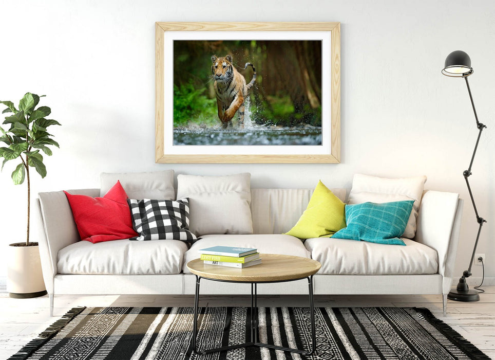 Tiger Running Wall Art – Framed Wildlife Photography Poster Print With Woodgrain Frame