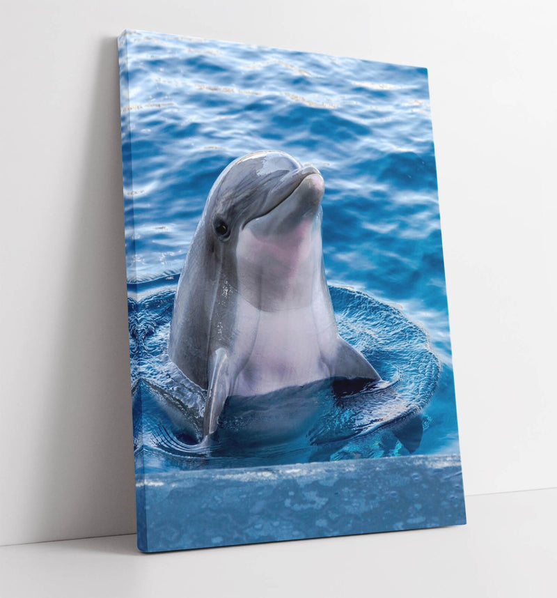 Dolphin Canvas Art - Cute Peaking Dolphin Ready To Hang Ocean Wall Decor