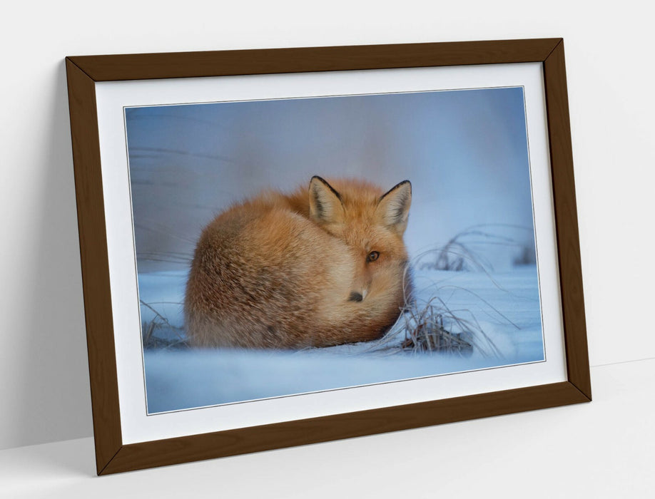 RED FOX SNOWY, WILDLIFE PHOTOGRAPHY -ART FRAMED POSTER PICTURE PRINT ARTWORK
