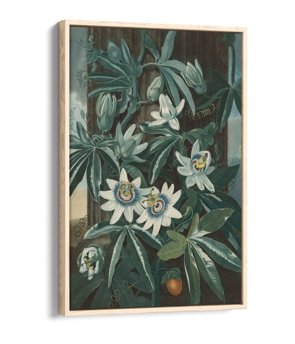 ROBERT JOHN THORNTON, BLUE PASSION FLOWER -FLOAT EFFECT CANVAS WALL ART PRINT