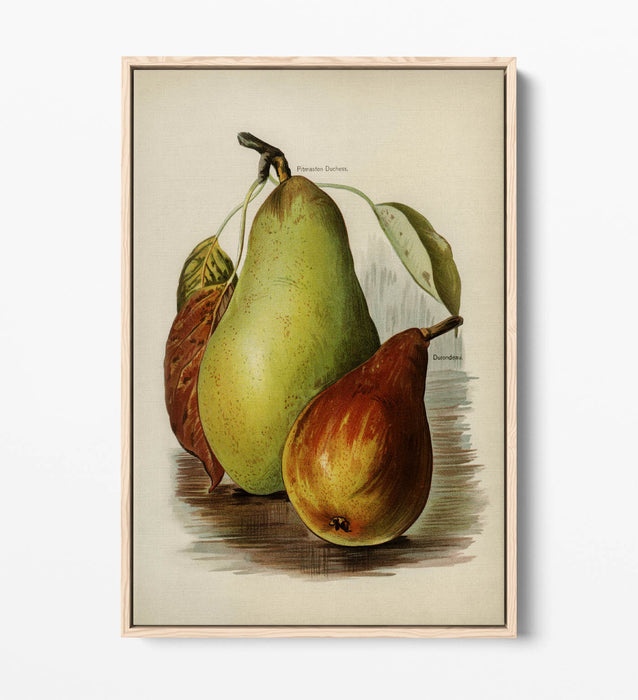 Canvas Wall Art Print - Vintage Illustration Pears on Float Effect Canvas with 30mm Deep Frame