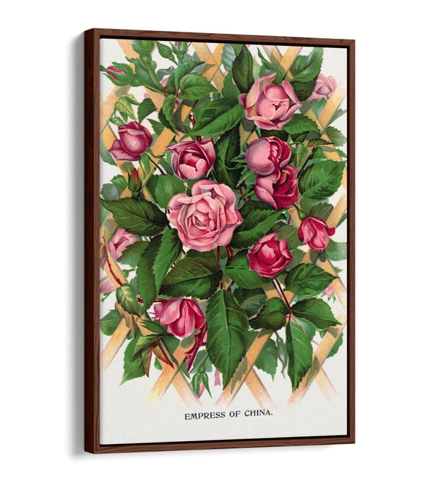 Canvas Wall Art Print - Empress Of China Rose Lithograph With Float Effect Frame