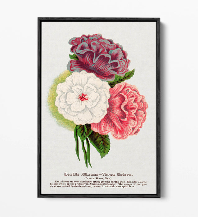 Float Effect Canvas Art - Double Althea Lithograph Wall Print With Stylish Float Frame