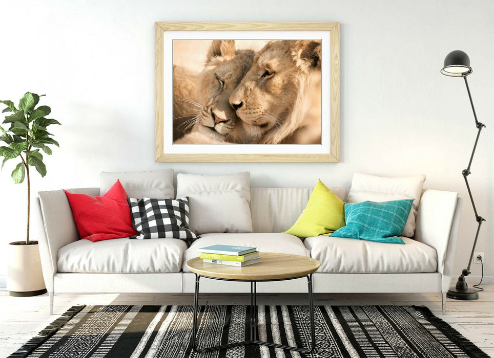LIONS IN LOVE, WILDLIFE PHOTOGRAPHY -ART FRAMED POSTER PICTURE PRINT ARTWORK