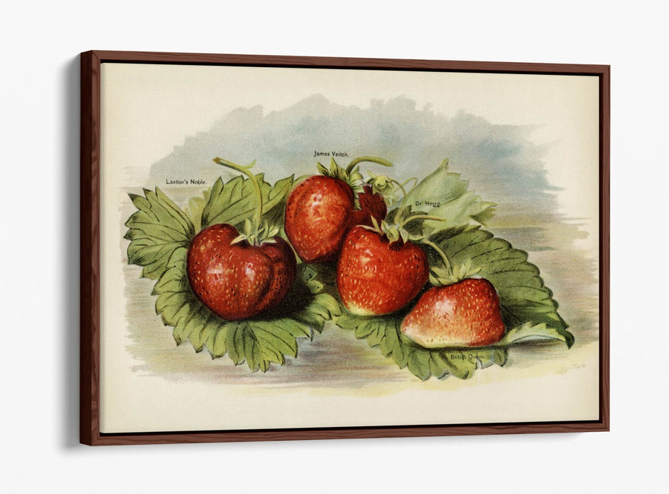 Canvas Art Print - Vintage Strawberries Wall Decor | Float Effect, Handmade UK Canvas