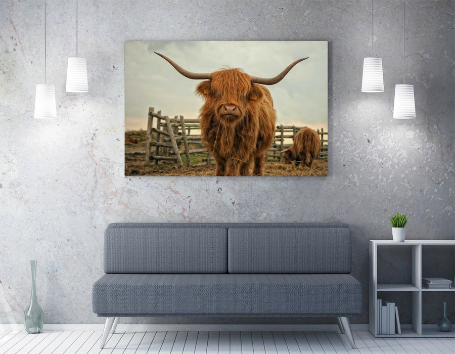 HIGHLAND COW RUSTIC FARM PHOTO -CANVAS WALL ART PRINT ARTWORK ANIMAL FRAMED PIC