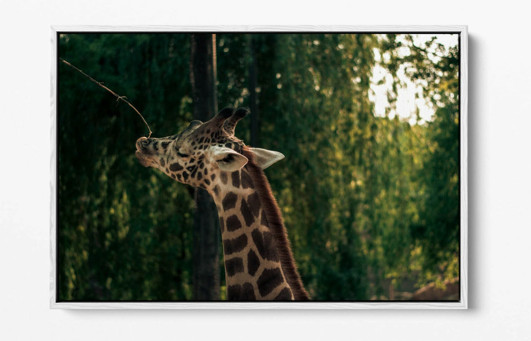 GIRAFFE GRAZING LEAF -FLOAT EFFECT CANVAS WALL ART PIC PRINT- ANIMAL PHOTOGRAPH