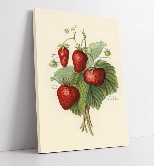 Canvas Wall Art - Vintage Strawberry Illustration Print on Archival Grade Canvas