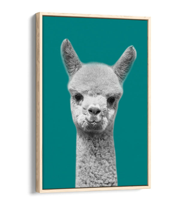ALPACA BLACK WHITE TEAL FLOAT EFFECT CANVAS WALL ART PIC PRINT