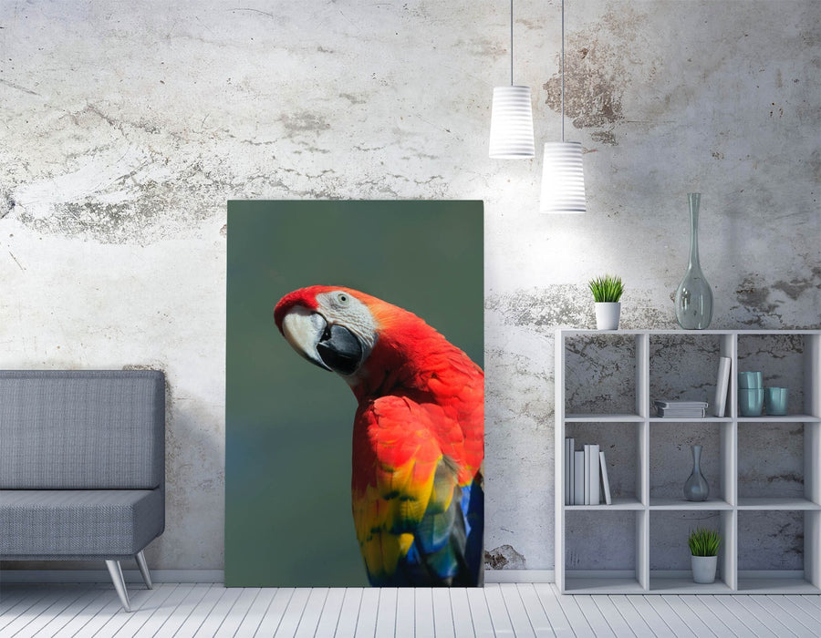 Parrot Canvas Wall Art – Funny Red Multi Colour Bird Print Ready To Hang