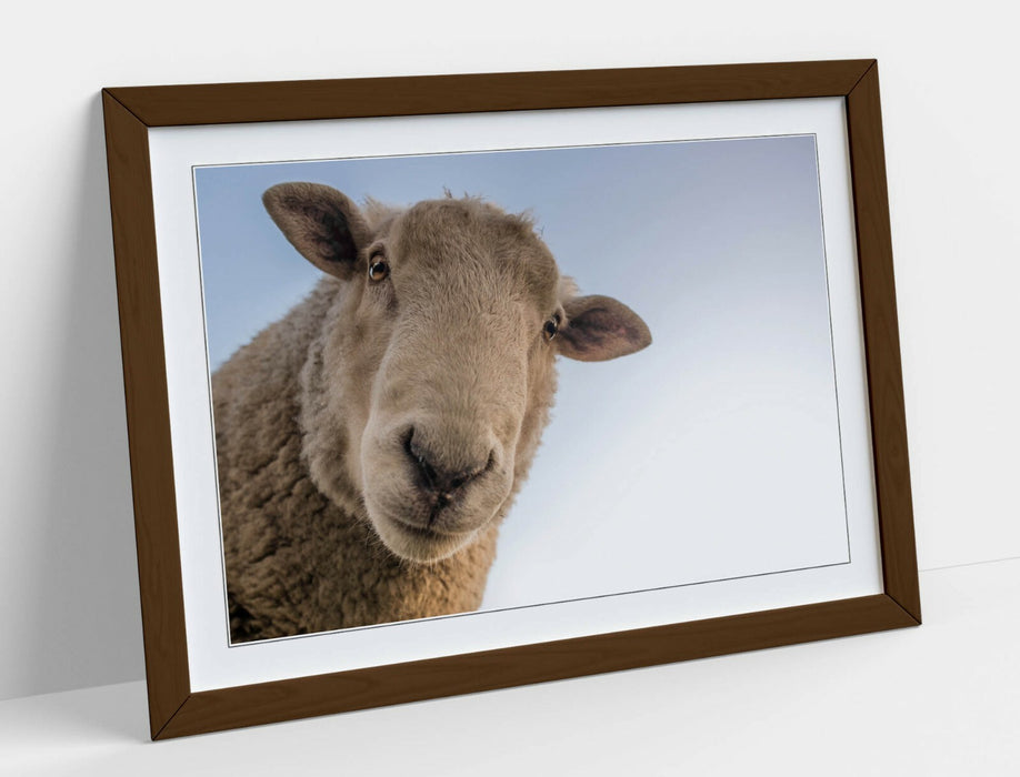 CURIOUS SHEEP -ART FRAMED POSTER PICTURE PRINT ARTWORK- BEIGE WHITE